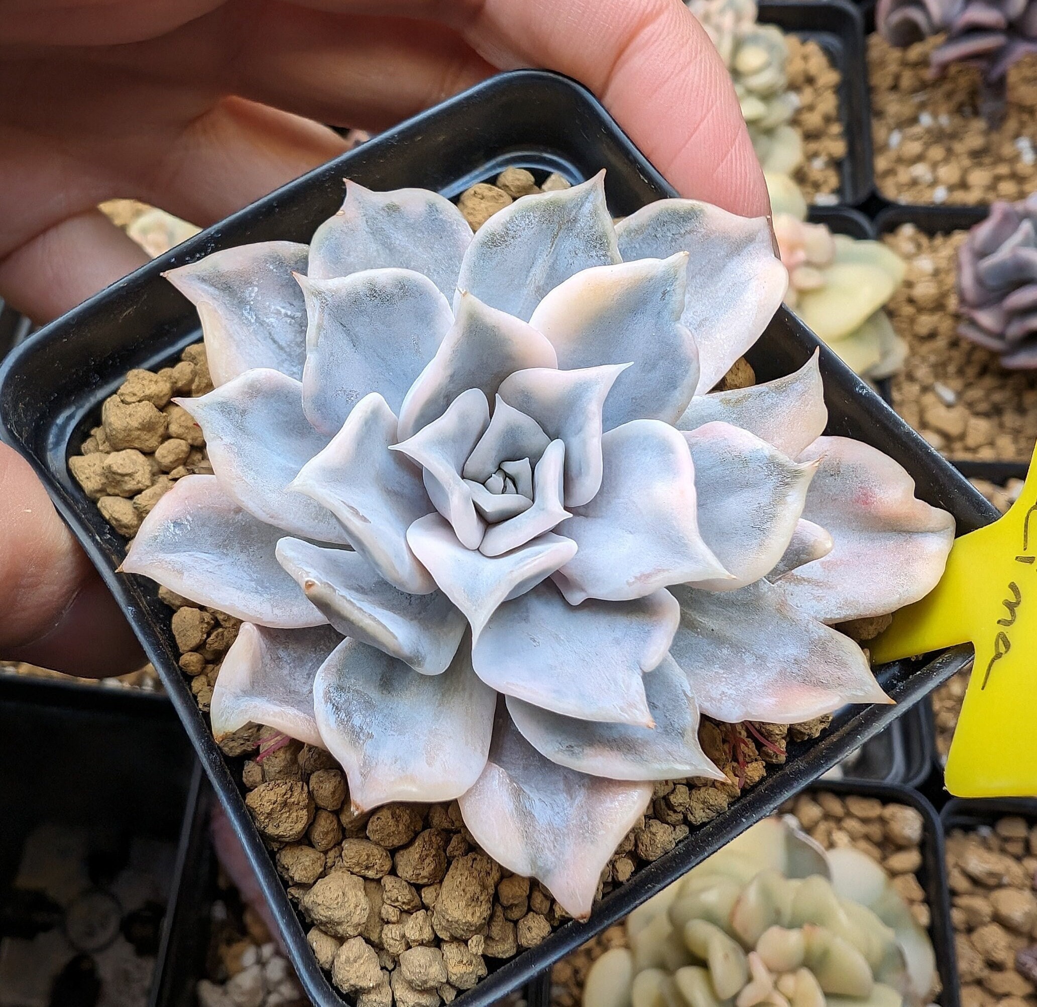 Echeveria 'lilacina' Variegata - RARE Variegated Korean Import Ghost  Echeveria Succulent - Etsy