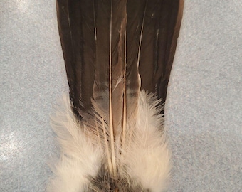 X Eurasian Blue Jay Bird Full Tail Feathers JB3