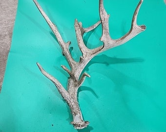 H22 Atypical Whitetail Deer Shed Antler