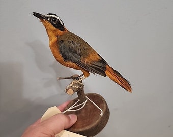 J170 Witbrauwborstchat (Cossypha Heuglini) Vogelopzettaxidermie