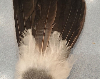 X Eurasian Blue Jay Bird Full Tail Feathers JB8