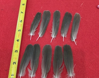 Z97 Lot Of 10 Captive Raised Pionus Parrot Tail Feather