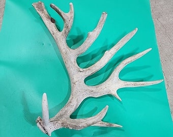 H39 Atypical Whitetail Deer Shed Antler