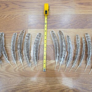 Z126 Lot Of 15 Hybrid Turkey Wing Feather