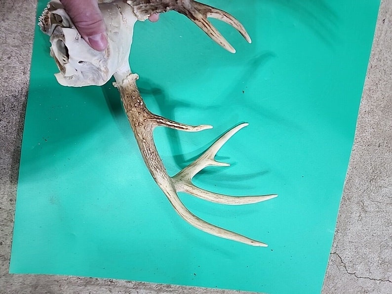 H58 Testa morta di cervo dalla coda bianca Euro Antler Teschio Monte Tassidermia immagine 5