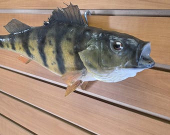 JVBH108 Perch 13" Fish Taxidermy
