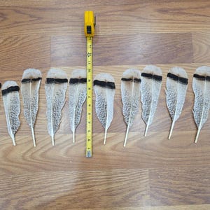 Z127 Lot Of 11 Hybrid Royal Palm Cross Turkey Tail Feather