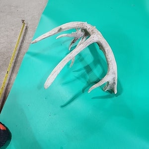 H26 Atypical Whitetail Deer Shed Antler image 4