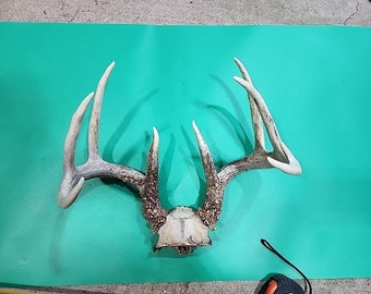 H55 Whitetail Deer Skull Plate Antler