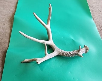 H38 Atypical Whitetail Deer Shed Antler