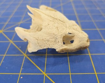 PS37 Common Snapping Turtle Skull Taxidermy