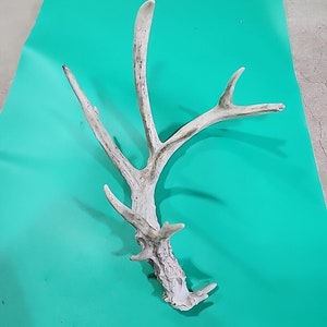 H26 Atypical Whitetail Deer Shed Antler image 1