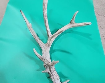 H26 Atypical Whitetail Deer Shed Antler