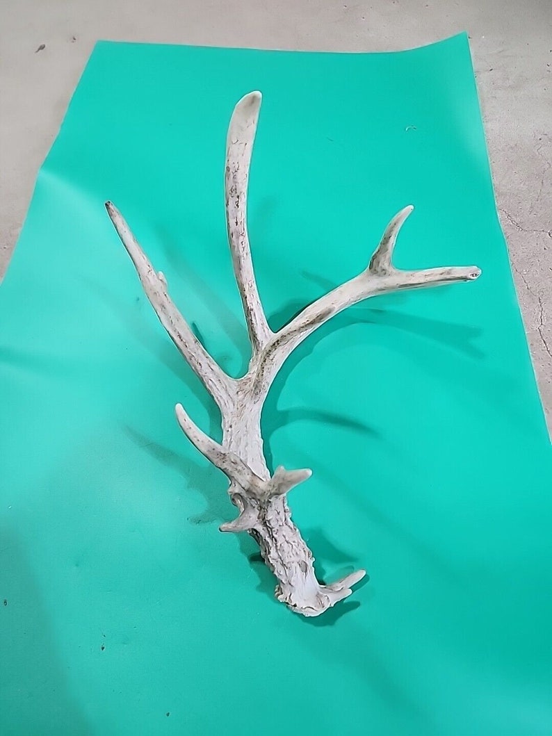 H26 Atypical Whitetail Deer Shed Antler image 1