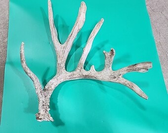 H15 Atypical Whitetail Deer Shed Antler