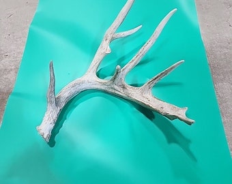 H7 Atypical Whitetail Deer Shed Antler