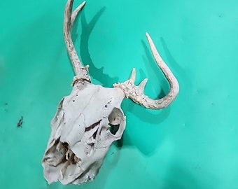 H65 Unique Freak Dead Head Whitetailed Deer Euro Antler Skull Mount Taxidermy