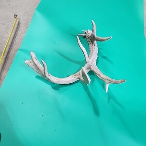 H26 Atypical Whitetail Deer Shed Antler image 3