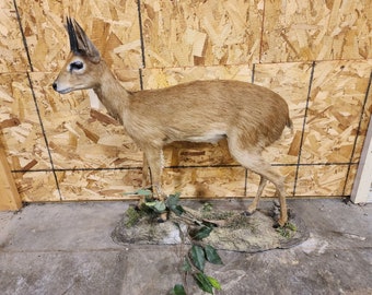 BH1 Full Bush Duiker in posizione eretta tassidermica