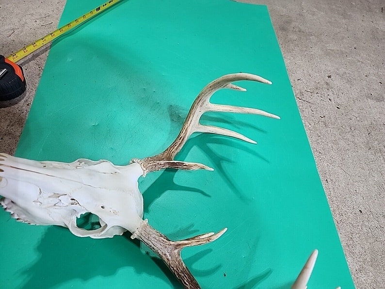 H58 Testa morta di cervo dalla coda bianca Euro Antler Teschio Monte Tassidermia immagine 2