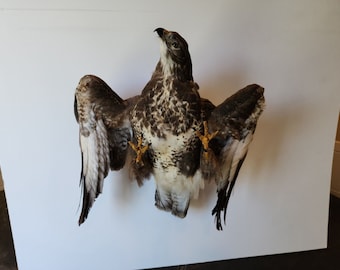 BAR18 Poiana comune (Buteo buteo) Bird Mount Tassidermia