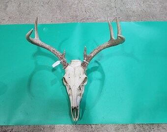 H67 Whitetail Deer Skull Plate Antler