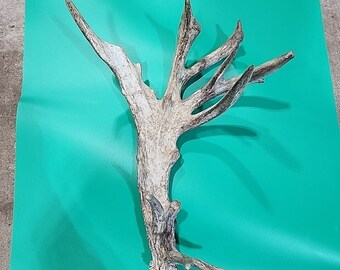 H1 Atypical Whitetail Deer Shed Antler