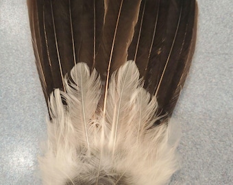X Eurasian Jay Bird Full Tail Feathers JB20