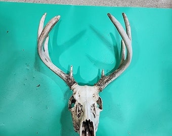 H61 Dead Head Cerf de Virginie, Euro bois de cerf, taxidermie à monture de crâne