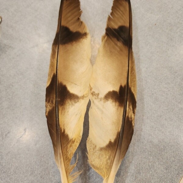 Real Eagle Feathers Etsy