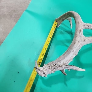 H26 Atypical Whitetail Deer Shed Antler image 7