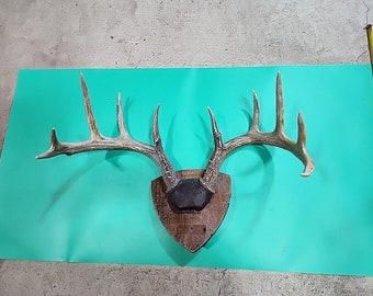 H63 Bois de cerf en plaque avec crâne de cerf de Virginie