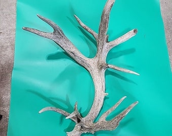 H10 Atypical Whitetail Deer Shed Antler