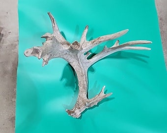 H3 Atypical Whitetail Deer Shed Antler