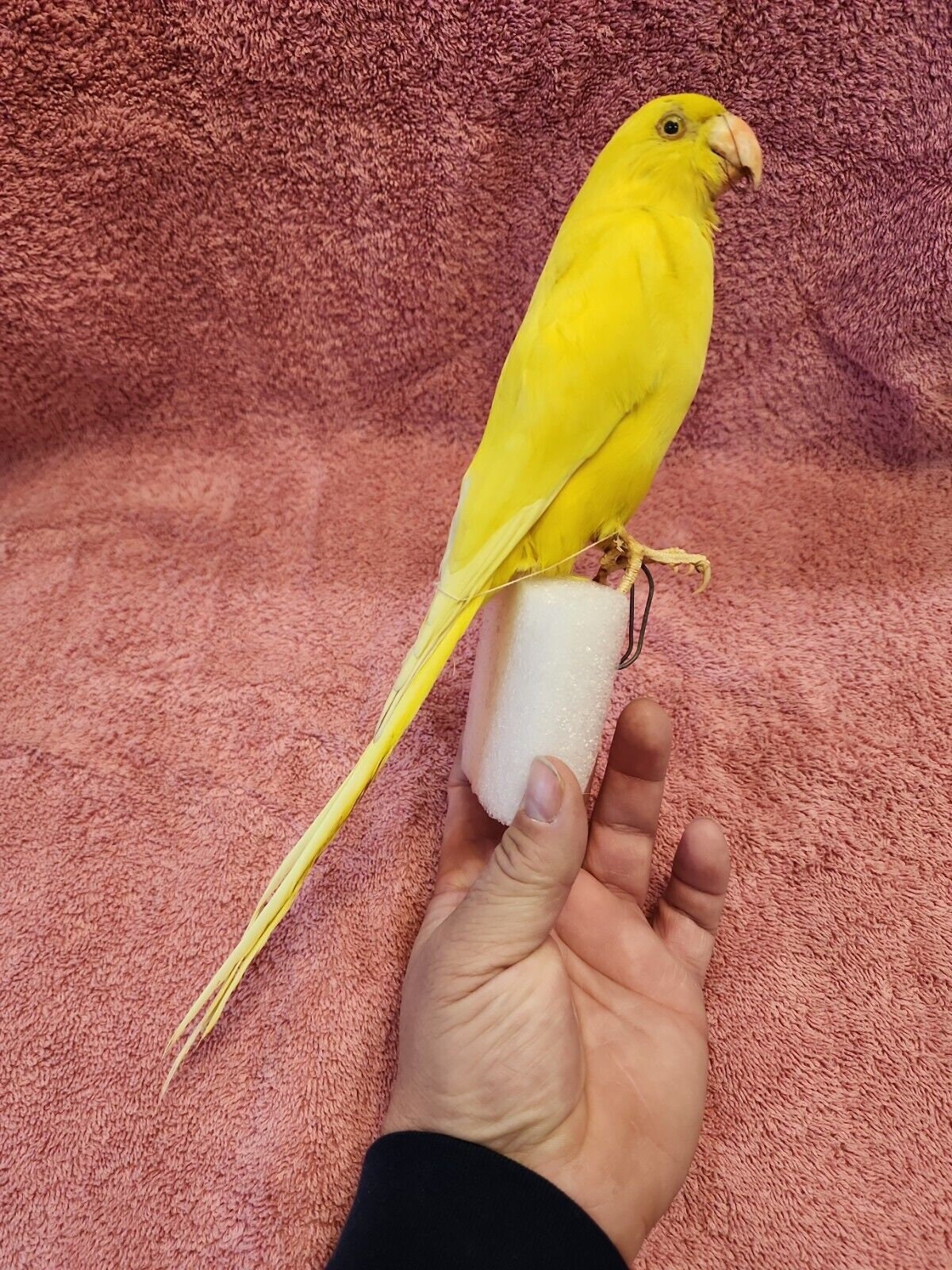 Indian Ringneck Plush