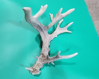 H8 Atypical Whitetail Deer Shed Antler