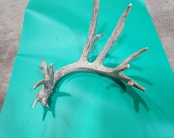 H6 Atypical Whitetail Deer Shed Antler