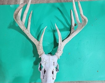 H71 Whitetail Dead Head European Deer Skull Antler