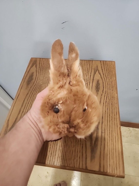 BF44 Tan Rabbit Head Mount Taxidermy