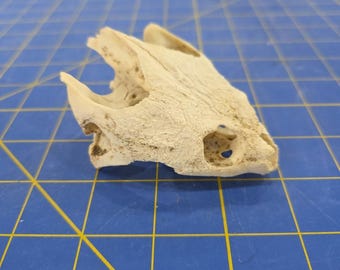PS35 Common Snapping Turtle Skull Taxidermy