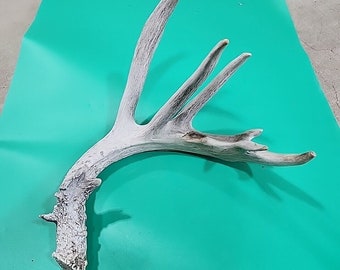 H28 Deer Shed Antler