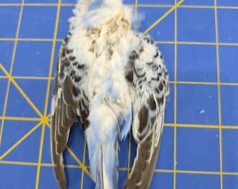 W8 Parakeet Parrot Skin Pelt Tail Feather