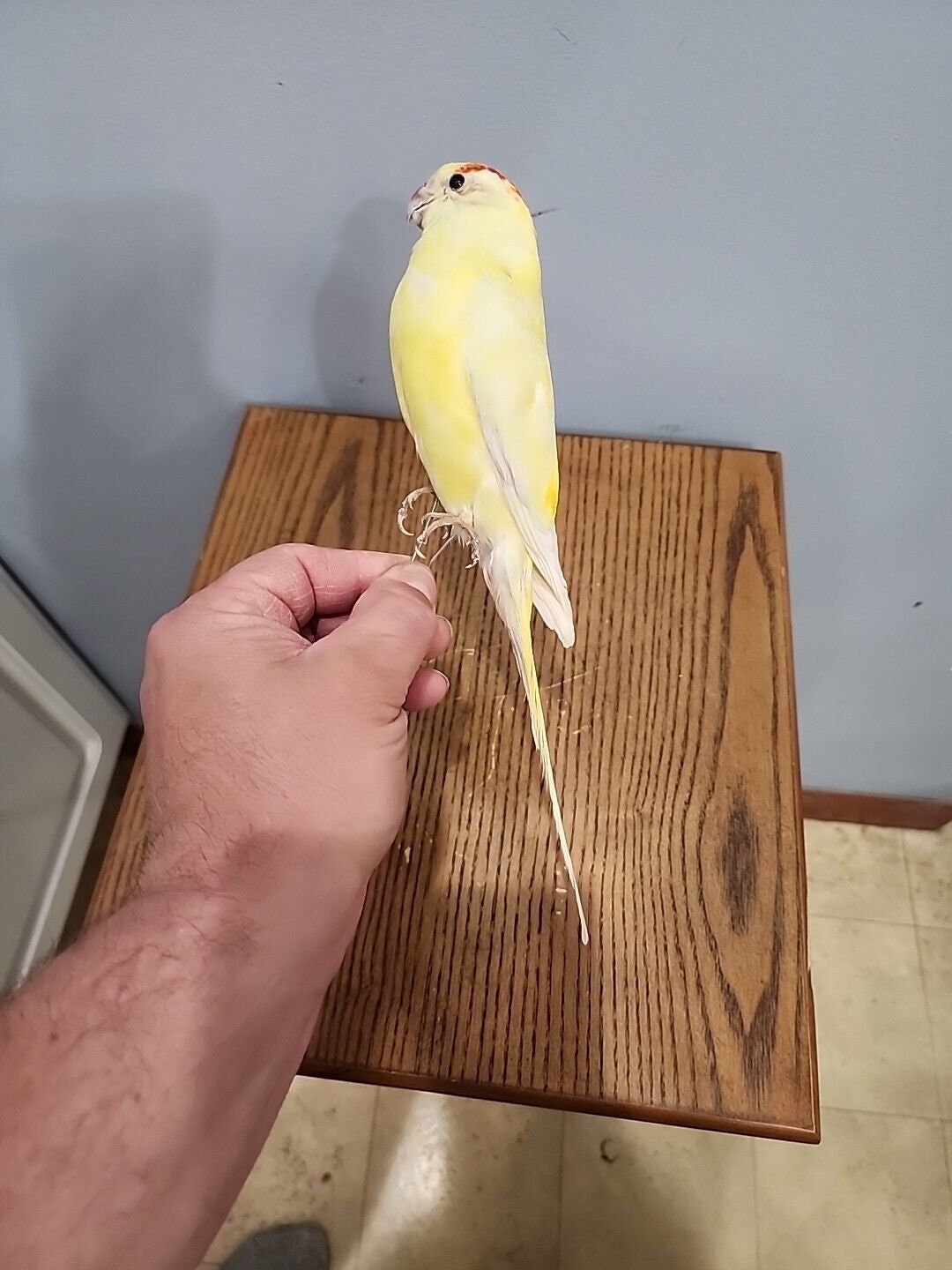 Buy BJ198 Red Rumped Parrot Parakeet Bird Mount Taxidermy Online in India 