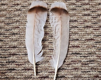 XP38 Pair Cinnamon Turkey Tail Feather