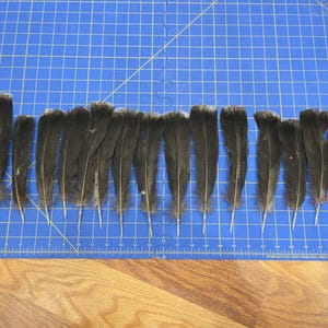 Z161 Lot Of 16 Black Turkey Tail Feather