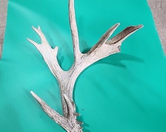 H20 Atypical Whitetail Deer Shed Antler