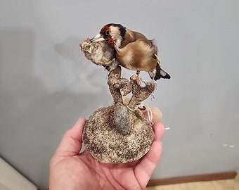 J169 Pr Putter (Carduelis Carduelis) Vogel Mount Taxidermie