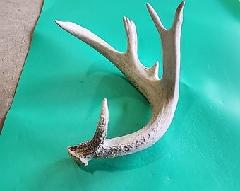 H43 Atypical Whitetail Deer Shed Antler