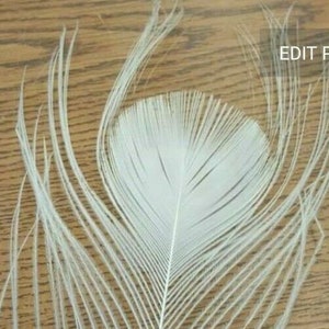 Lot of 50 Damaged Natural White Peacock Tail Feathers