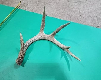 H48 Whitetail Deer Shed Antler